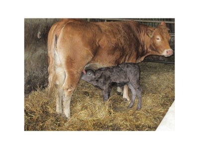 Apartment 2-Bett-Ferienwohnung Holzschober mit Sauna - Outdoor photo 10