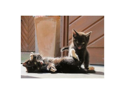 Apartment 2-Bett-Ferienwohnung Holzschober mit Sauna - Outdoor photo 12