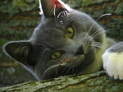 Apartment 2-Bett-Apartement Litla - Outdoor photo 26