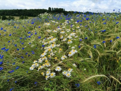 Apartment 2-Bett-Ferienwohnung - Nichtraucher - - Outdoor photo 41