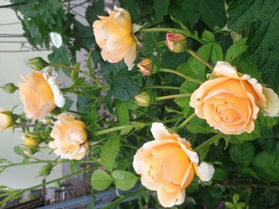 Apartment 2-Bett-Ferienwohnung - Nichtraucher - - Outdoor photo 42