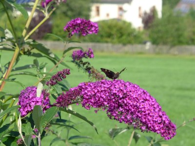 Apartment 2-Bett-Ferienw. Wald und Wiese Du/WC, Nichtraucher - Outdoor photo 13