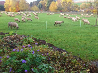 Apartment 2-Bett-Ferienw. Wald und Wiese Du/WC, Nichtraucher - Outdoor photo 14
