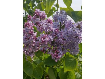 Apartment 2-Bett-Ferienw. Wald und Wiese Du/WC, Nichtraucher - Outdoor photo 20