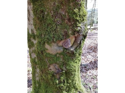 Apartment 2-Bett-Ferienw. Wald und Wiese Du/WC, Nichtraucher - Outdoor photo 23