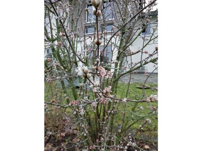 Apartment 2-Bett-Ferienw. Wald und Wiese Du/WC, Nichtraucher - Outdoor photo 24