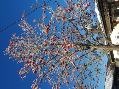 Apartment 2-Bett-Ferienw. Wald und Wiese Du/WC, Nichtraucher - Outdoor photo 30