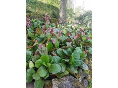 Apartment 2-Bett-Ferienw. Wald und Wiese Du/WC, Nichtraucher - Outdoor photo 33