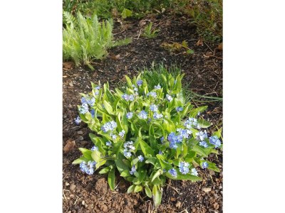 Apartment 2-Bett-Ferienw. Wald und Wiese Du/WC, Nichtraucher - Outdoor photo 34