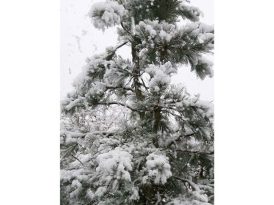 Apartment 4-Bett-Ferienhaus, Dusche/WC, Nichtraucher - Features photo 27