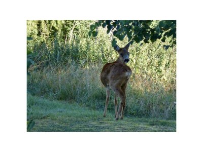 Apartment 2-Bett-Ferienwohnung Dusche/WC, bis 4 Pers. - Outdoor photo 16