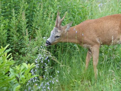Apartment 2-Bett-Ferienwohnung Dusche/WC, bis 4 Pers. - Outdoor photo 17