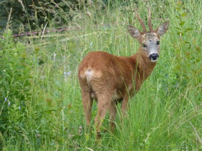 Apartment 2-Bett-Ferienwohnung Dusche/WC, bis 4 Pers. - Outdoor photo 18