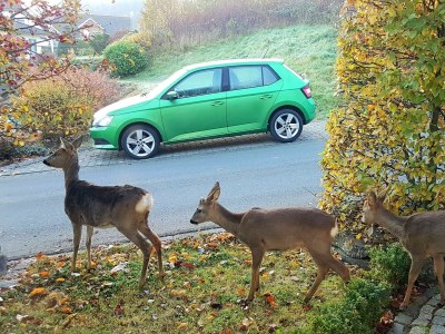 Apartment 2-Bett-Ferienwohnung Dusche/WC, bis 4 Pers. - Outdoor photo 24