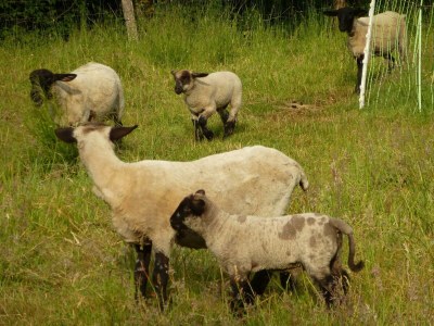 Apartment 5-Bett-Ferienwohnung Kirmessief - Outdoor photo 10