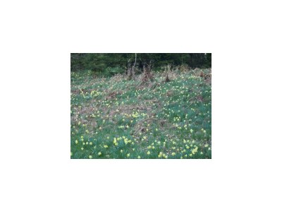 Apartment 5-Bett-Ferienwohnung Kirmessief - Outdoor photo 16