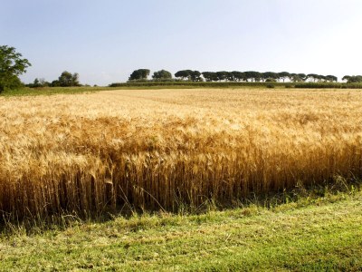 Holiday apartment Il Granaio - Outdoor photo 11