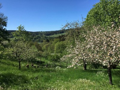 Apartment 2-Bett-Ferienwohnung Auszeit - Features photo 61