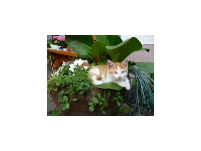 Apartment 3-Bettwohnung Dachgeschoß links - Outdoor photo 21