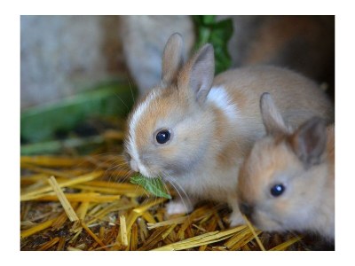 Apartment 3-Bettwohnung Dachgeschoß links - Outdoor photo 24