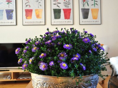 Apartment 6-Bettwohnung "Försterwohnung" - Outdoor photo 10