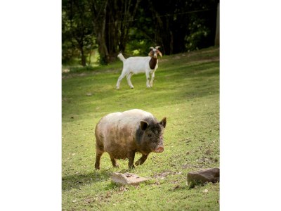 Apartment Ferienhaus Ehrenpreis -  bis 8 Personen - Features photo 48