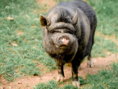 Apartment Ferienhaus Ehrenpreis -  bis 8 Personen - Features photo 49