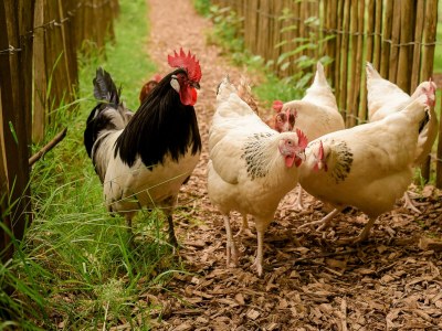 Apartment Ferienhaus Ehrenpreis -  bis 8 Personen - Features photo 51