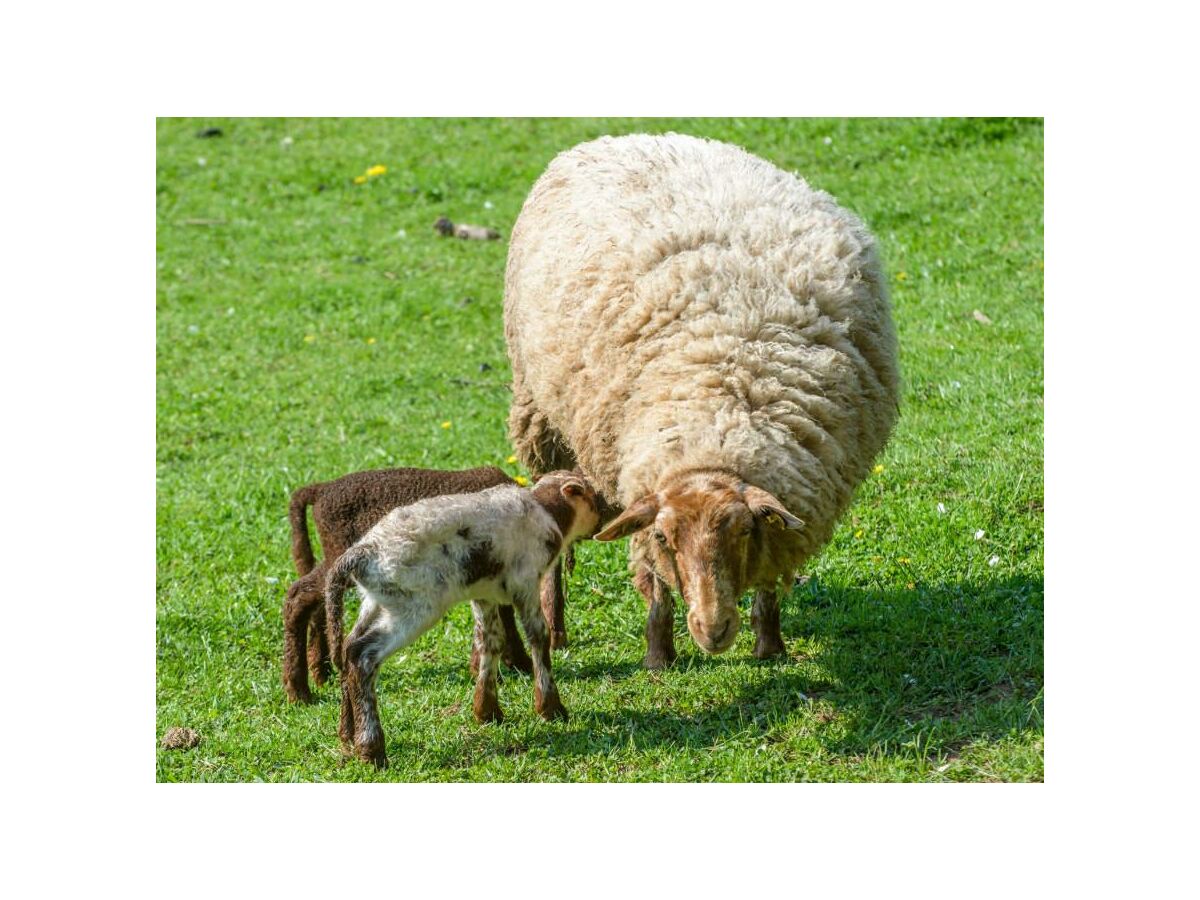 Apartment Ferienhaus Gänseblümchen - 6 Personen - Outdoor photo 4