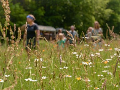 Apartment Ferienhaus Gänseblümchen - 6 Personen - Outdoor photo 8