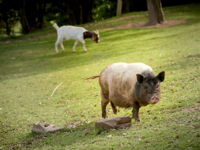 Apartment Ferienhaus Gänseblümchen - 6 Personen - Outdoor photo 17