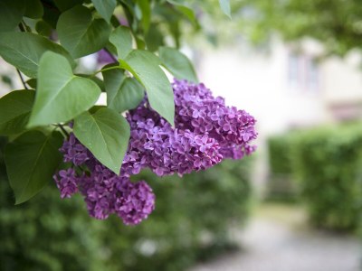 Apartment Ferienhaus Heublume -  bis zu 20 Personen - Features photo 53