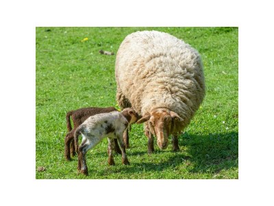 Apartment Ferienwohnung Kornblume  bis 6 Pers.- barrierefrei - Outdoor photo 4