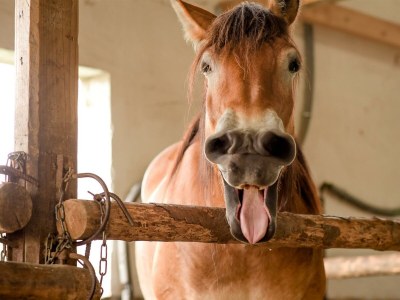 Apartment Ferienwohnung Kornblume  bis 6 Pers.- barrierefrei - Outdoor photo 25