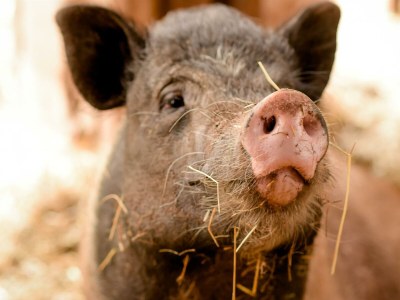 Apartment Ferienwohnung Kornblume  bis 6 Pers.- barrierefrei - Outdoor photo 32