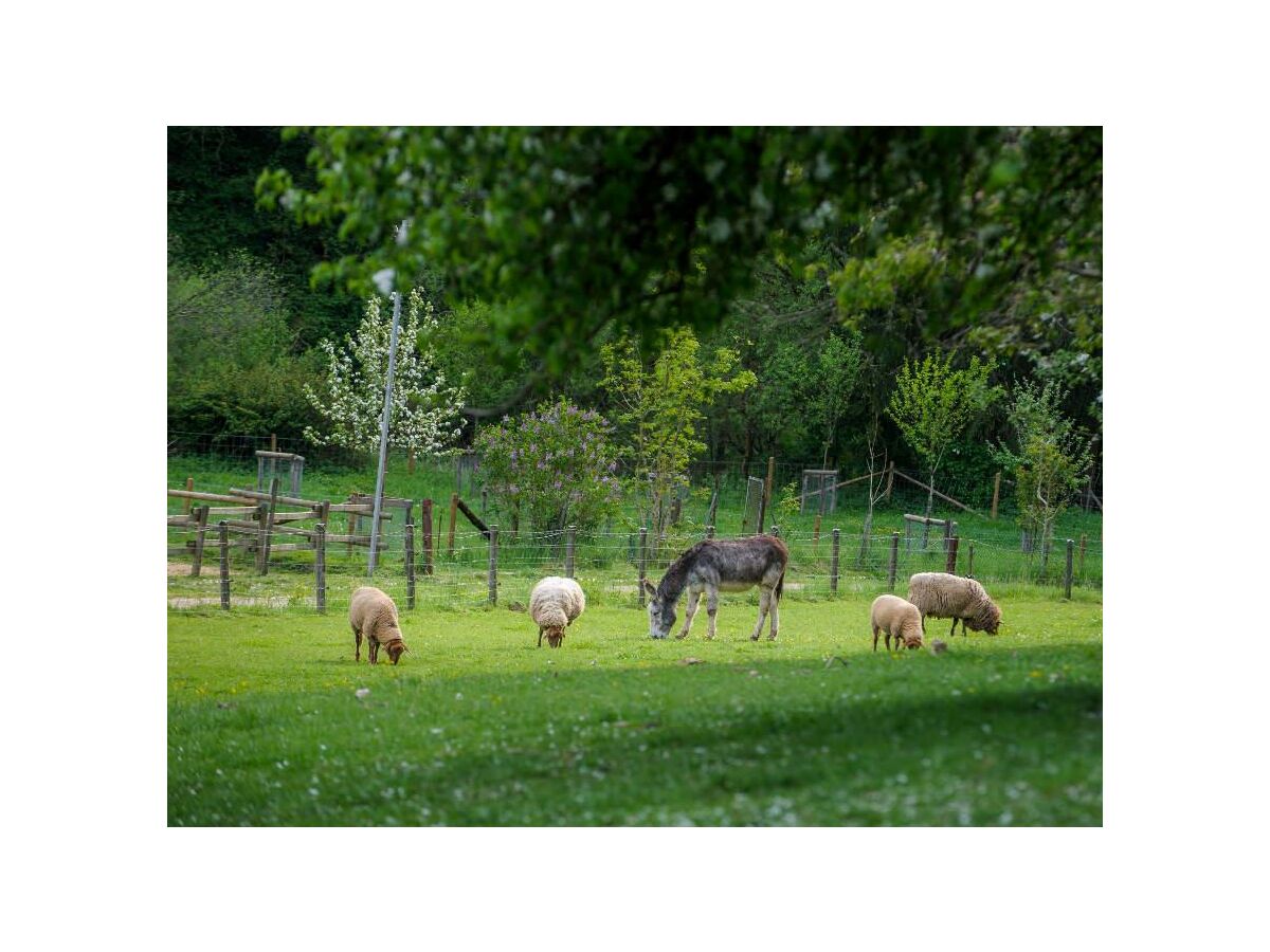 Apartment Ferienwohnung Mohnblume - bis 6 Personen - Outdoor photo 2