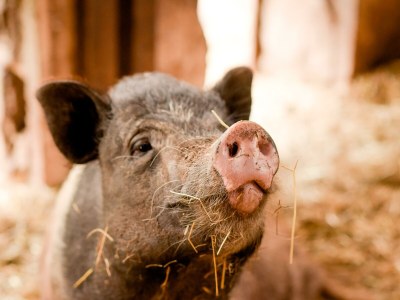 Apartment Ferienwohnung Mohnblume - bis 6 Personen - Features photo 49