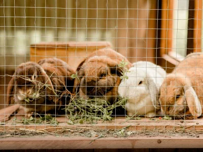 Apartment Ferienhaus Sonnenblume - bis 12 Personen - Features photo 59