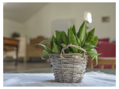 Apartment Ferienwohnung Wildrose - bis 7 Personen - Features photo 53