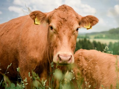 Apartment Ferienwohnung Wildrose - bis 7 Personen - Features photo 72