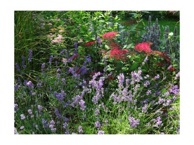 Apartment 5-Bettwohnung "Ilex" - Outdoor photo 29