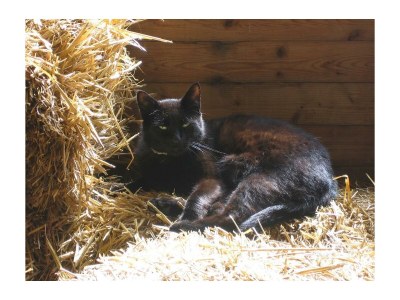 Apartment 4-Bett-Ferienwohn.Eulenhorst - Outdoor photo 3