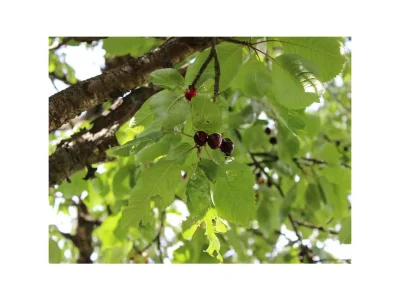 Apartment 4-Bett-Ferienwohnung Eifelgold - Outdoor photo 8