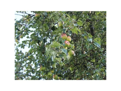 Apartment 4-Bett-Ferienwohnung Eifelgold - Outdoor photo 10