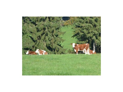 Apartment 4-Bett-Ferienwohnung Eifelgold - Outdoor photo 12