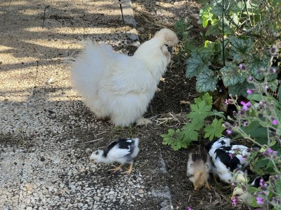 Apartment 4-Bettwohnung - Nichtraucher - Outdoor photo 24