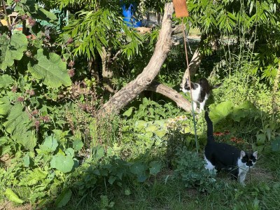 Apartment 4-Bettwohnung - Nichtraucher - Outdoor photo 26