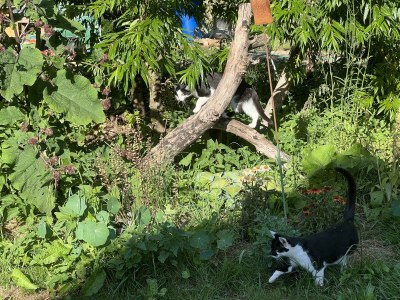 Apartment 4-Bettwohnung - Nichtraucher - Outdoor photo 27