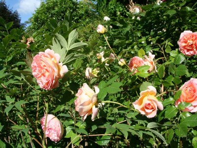 Apartment 4-Bettwohnung (Im Dorfblick) - Outdoor photo 5