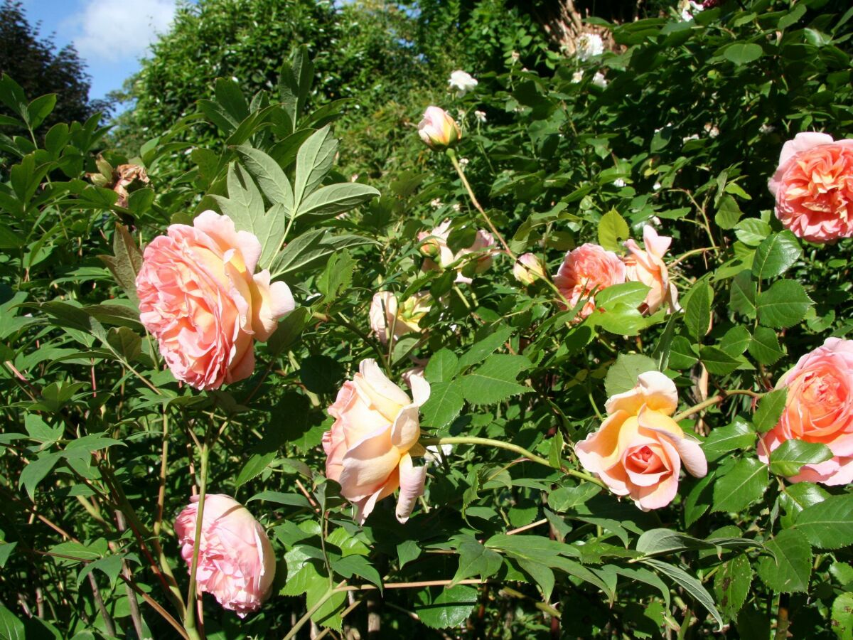 Apartment 2-Bettwohnung (Im Prümtal) - Outdoor photo 5